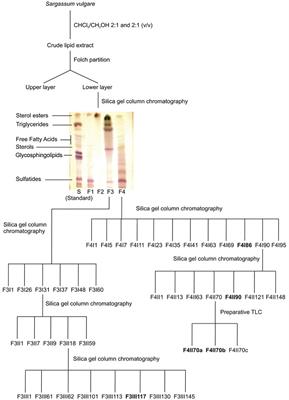 Glycoglycerolipids From Sargassum vulgare as Potential Antifouling Agents